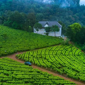 Hotel Tea Harvester